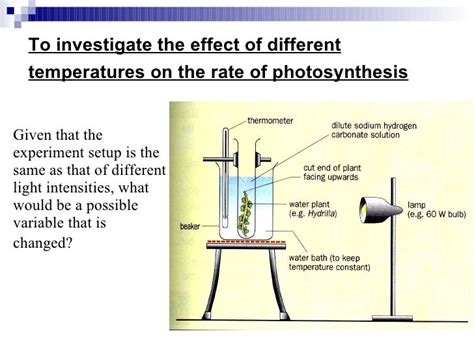 Determine the intensity of light that limits the rate of photosynthesis, and at what point increased intensity no longer increases the photosynthetic rate. . The effect of temperature on the rate of photosynthesis experiment